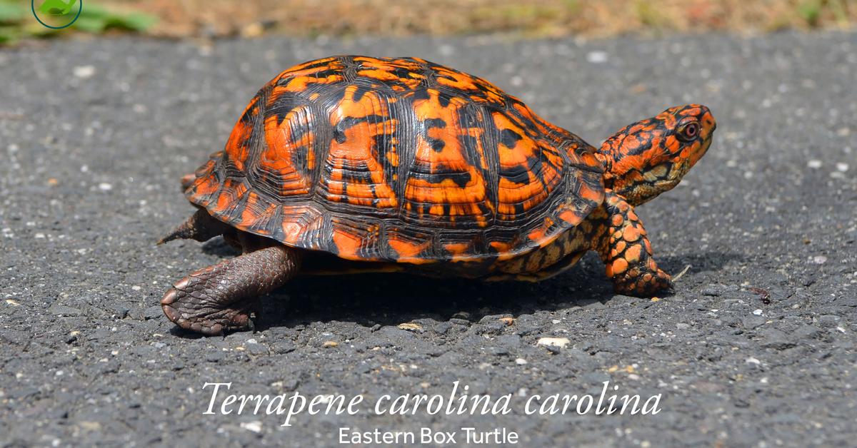 The fascinating Eastern Box Turtle, scientifically known as Terrapene carolina carolina.