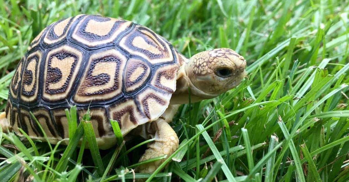 Distinctive Eastern Box Turtle, in Indonesia known as Kura-kura Kotak Timur, captured in this image.