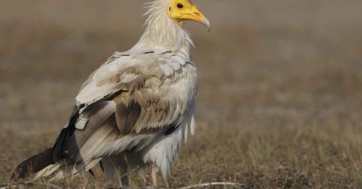 Distinctive Egyptian Vulture, in Indonesia known as Burung Rajawali Mesir, captured in this image.