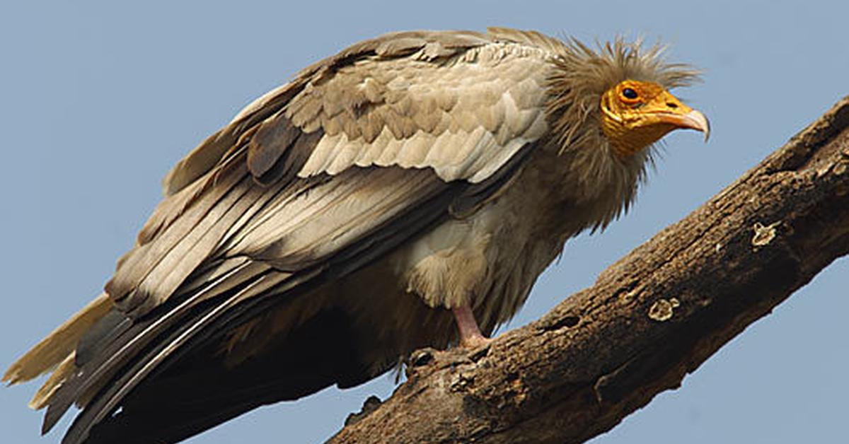 A look at the Egyptian Vulture, also recognized as Burung Rajawali Mesir in Indonesian culture.