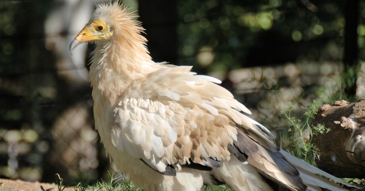 Captured beauty of the Egyptian Vulture, or Neophron percnopterus in the scientific world.