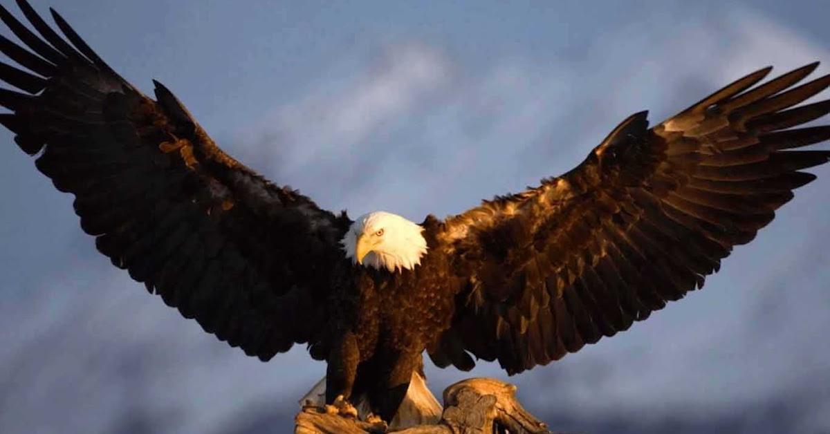 Photographic depiction of the unique Egyptian Vulture, locally called Burung Rajawali Mesir.