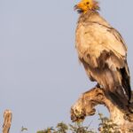 Captured beauty of the Egyptian Vulture, or Neophron percnopterus in the scientific world.