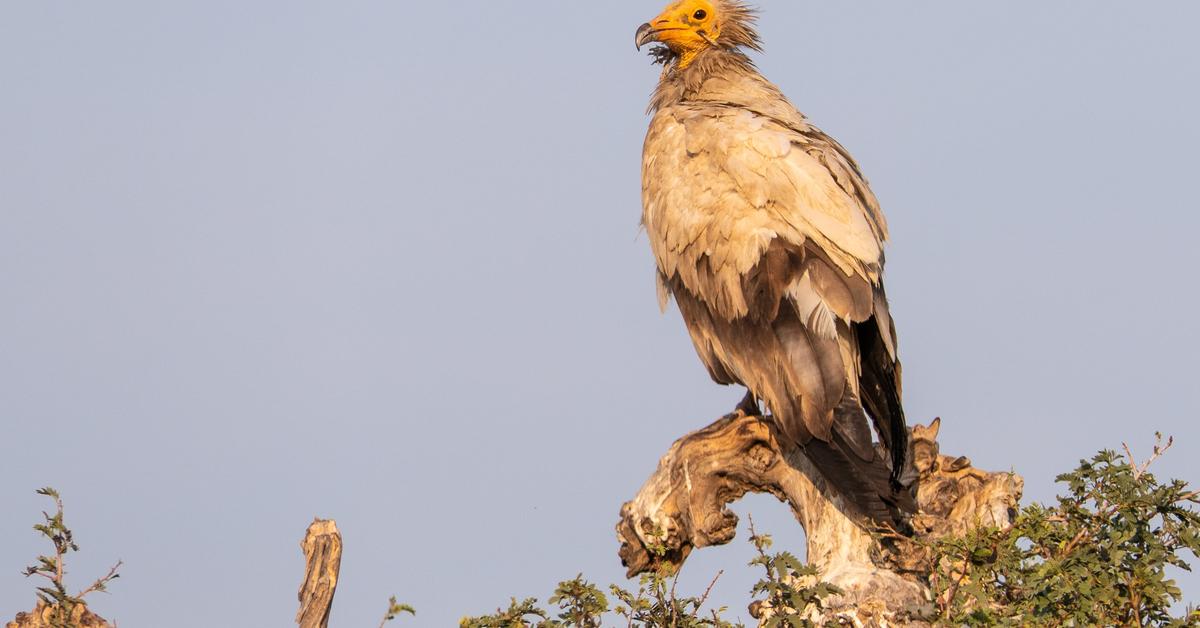 Captured beauty of the Egyptian Vulture, or Neophron percnopterus in the scientific world.