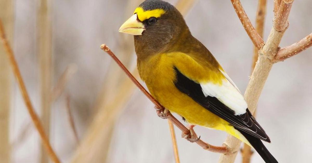 Charming view of the Evening Grosbeak, in Indonesia referred to as Burung Grosbeak Sore.