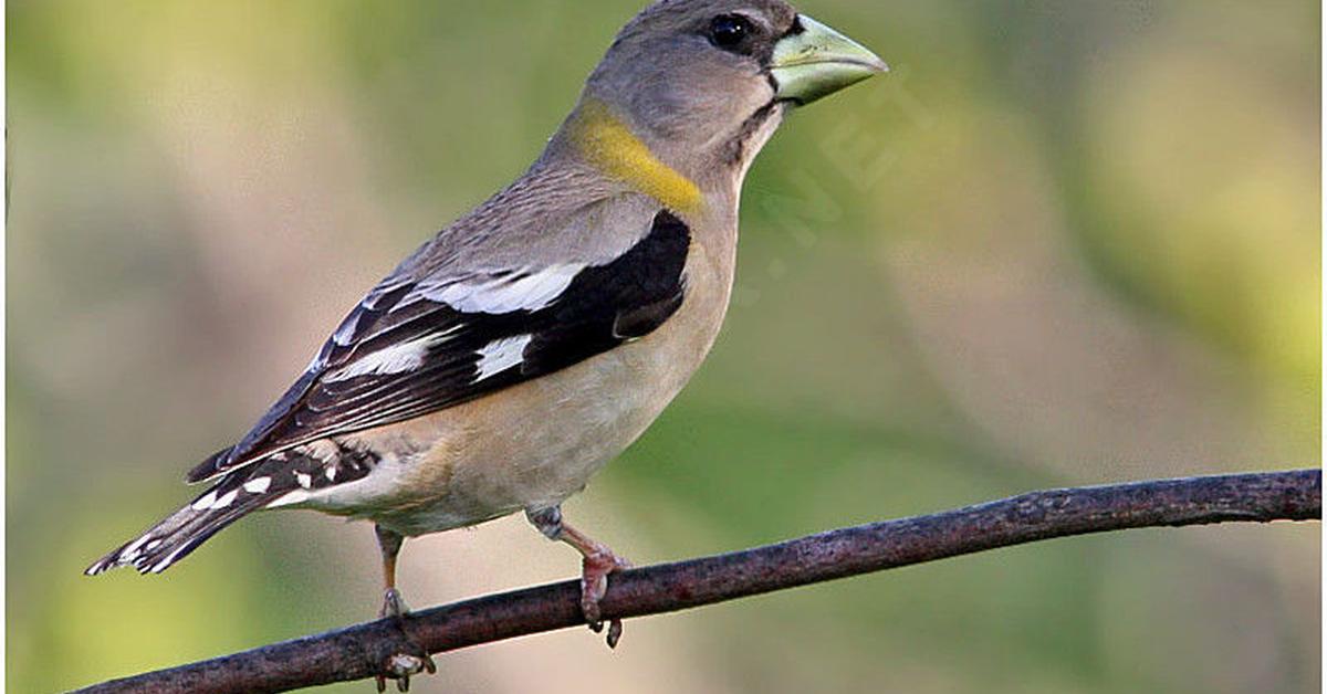 Dynamic image of the Evening Grosbeak, popularly known in Indonesia as Burung Grosbeak Sore.