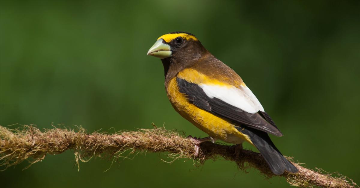 Close-up view of the Evening Grosbeak, known as Burung Grosbeak Sore in Indonesian.