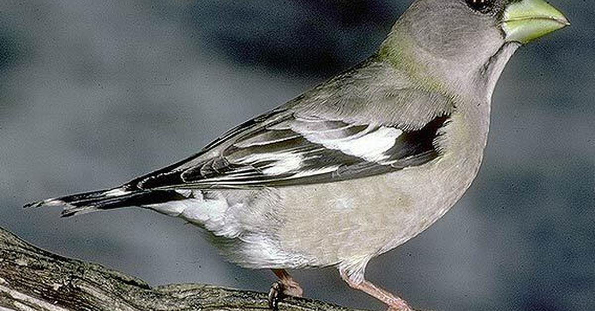 Iconic view of the Evening Grosbeak, or Hesperiphona vespertina, in its habitat.