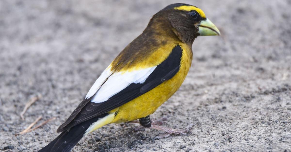 Enchanting Evening Grosbeak, a species scientifically known as Hesperiphona vespertina.