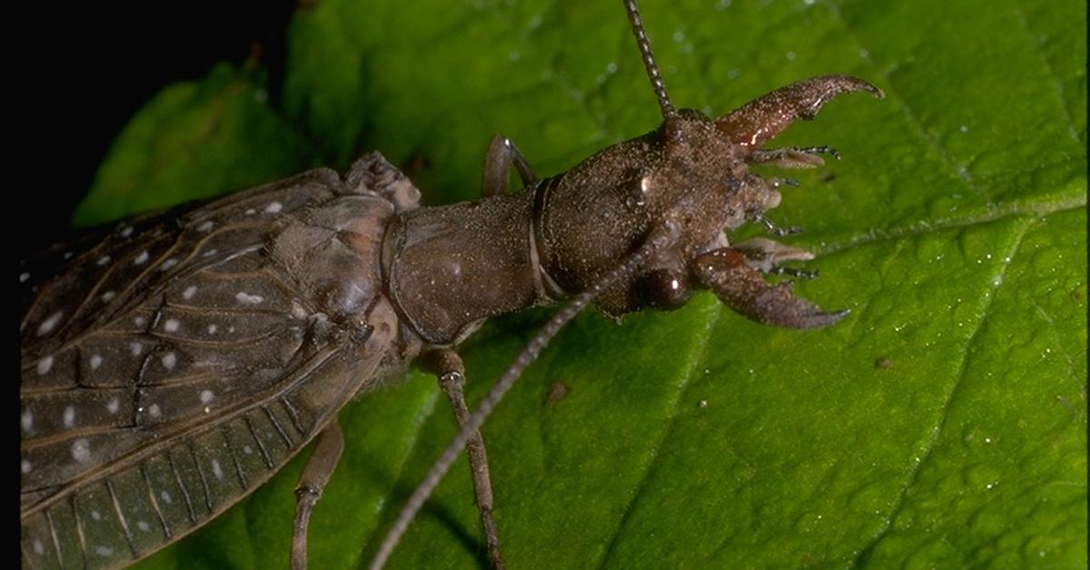 Captivating view of the Eastern Dobsonfly, known in Bahasa Indonesia as Kepik Timur Dobson.