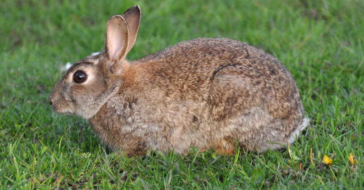 Unique portrayal of the French Lop, also called Kelinci French Lop in Bahasa Indonesia.