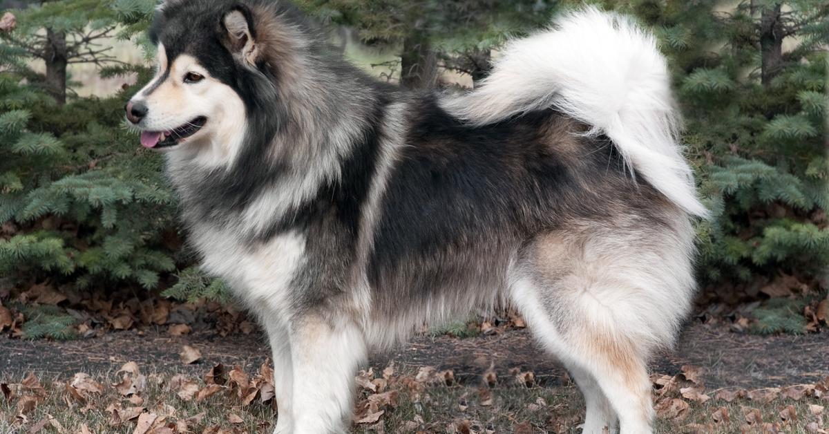 Vivid image of the Finnish Lapphund, or Anjing Finnish Lapphund in Indonesian context.