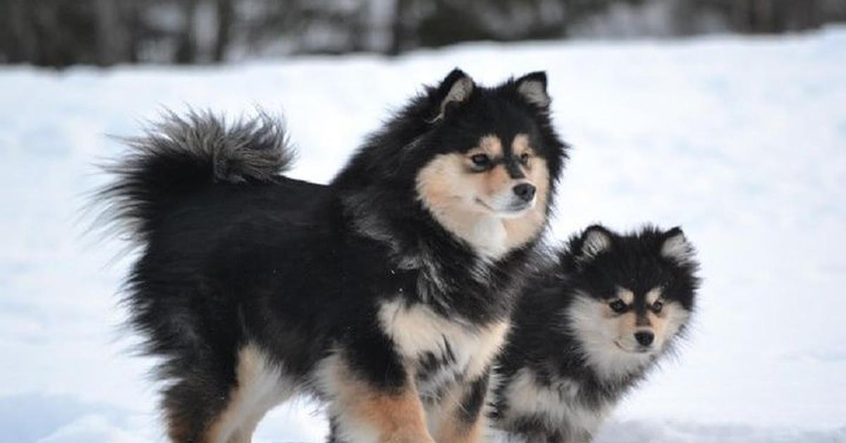 Captured elegance of the Finnish Lapphund, known in Indonesia as Anjing Finnish Lapphund.