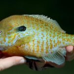 The fascinating Freshwater Sunfish, scientifically known as Lepomis.