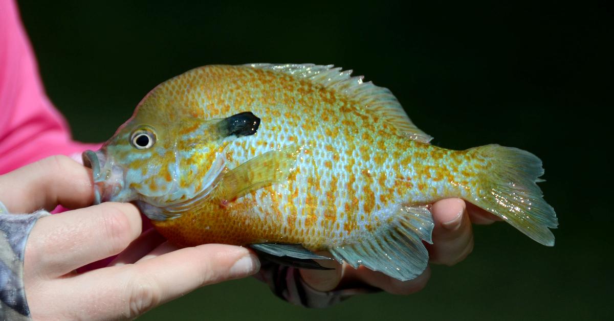 The fascinating Freshwater Sunfish, scientifically known as Lepomis.