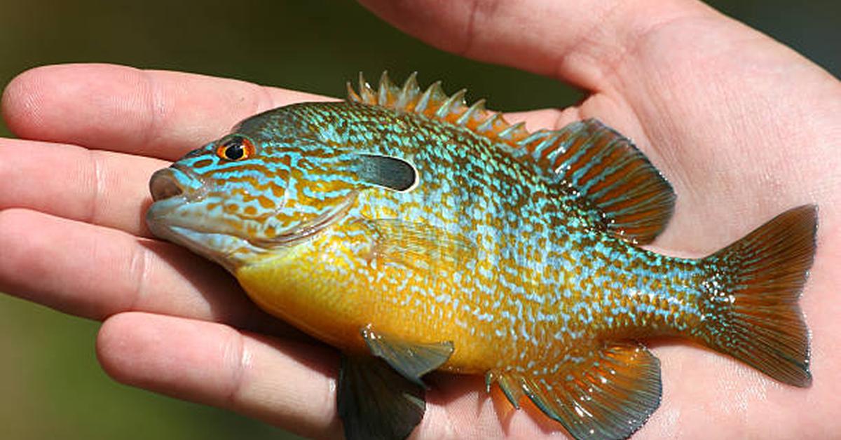 Captured beauty of the Freshwater Sunfish, or Lepomis in the scientific world.