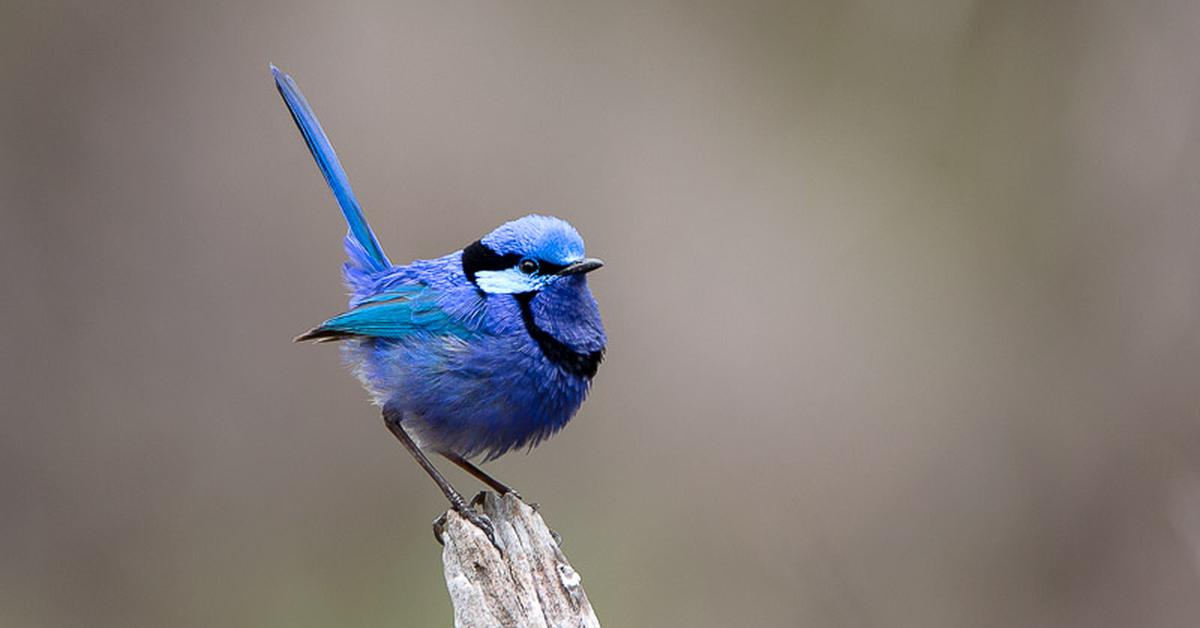 Natural elegance of the Fairy-Wren, scientifically termed Malurus Splendens.