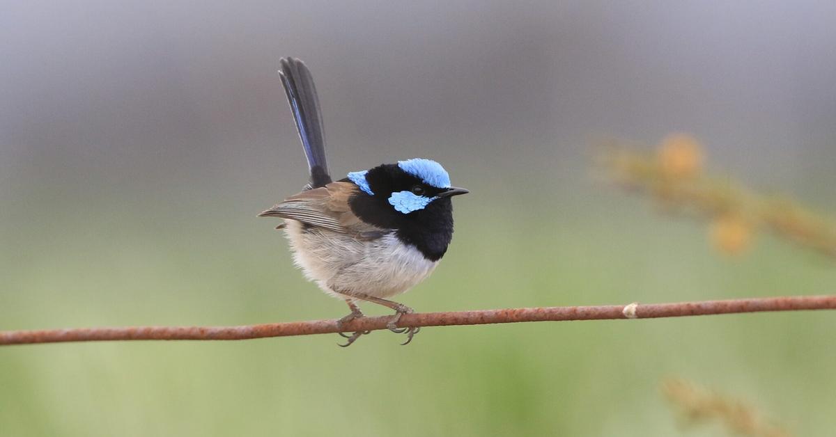 Iconic view of the Fairy-Wren, or Malurus Splendens, in its habitat.