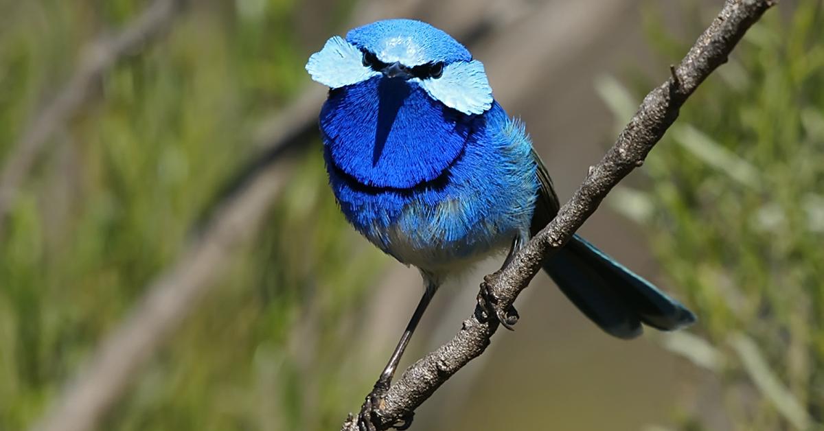 Dynamic image of the Fairy-Wren, popularly known in Indonesia as Burung Peri-Wren.