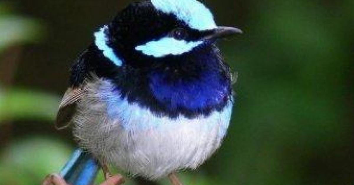 Stunning image of the Fairy-Wren (Malurus Splendens), a wonder in the animal kingdom.