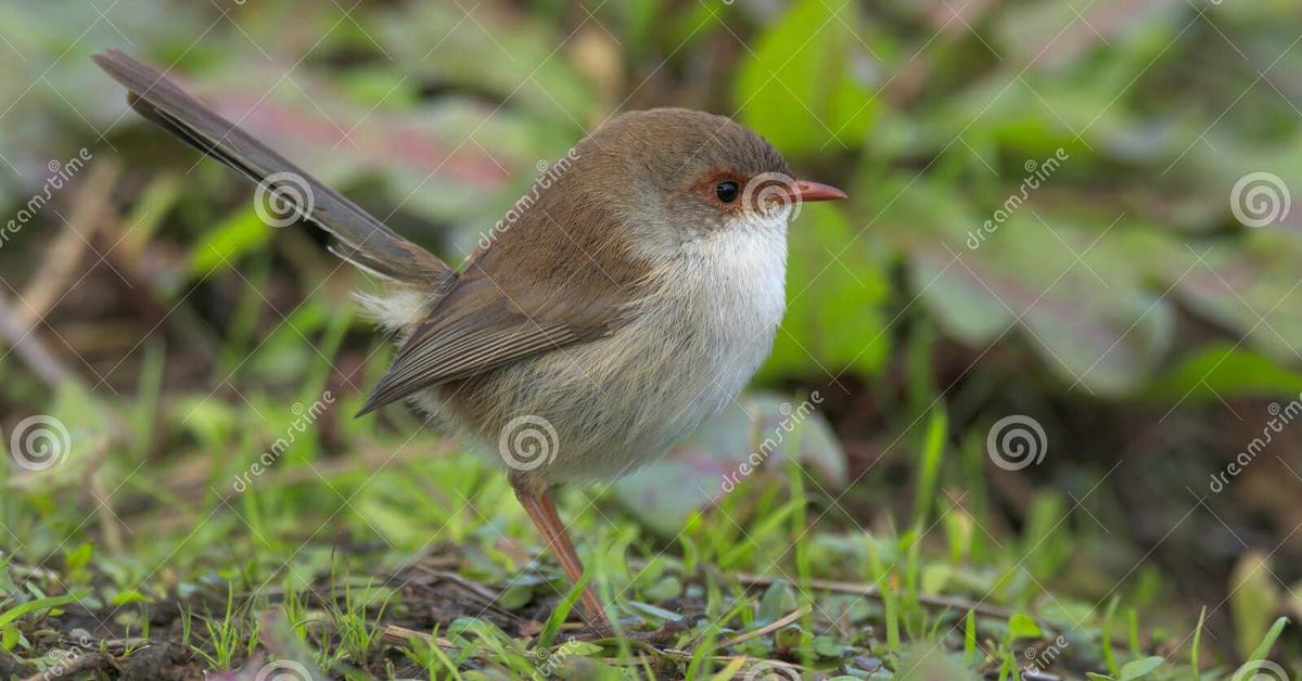 Unique portrayal of the Fairy-Wren, also called Burung Peri-Wren in Bahasa Indonesia.