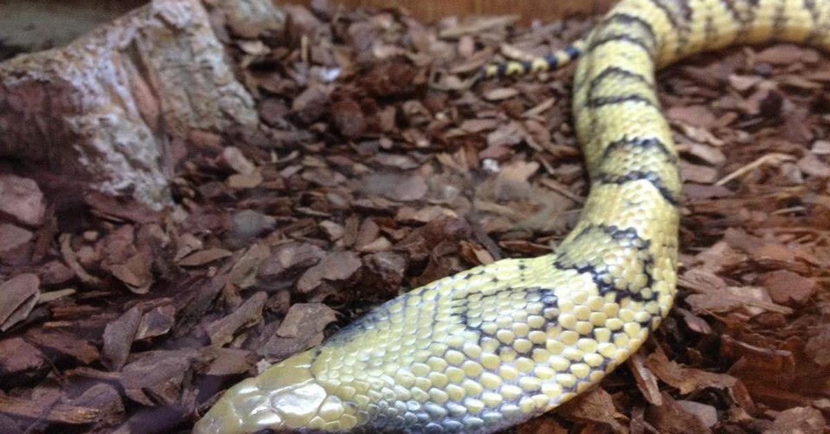 Iconic view of the False Water Cobra, or Hydrodynastes gigas, in its habitat.