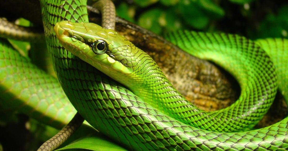 Captivating presence of the False Water Cobra, a species called Hydrodynastes gigas.