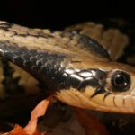 Image of the False Water Cobra (Hydrodynastes gigas), popular in Indonesia as Ular Air Palsu.