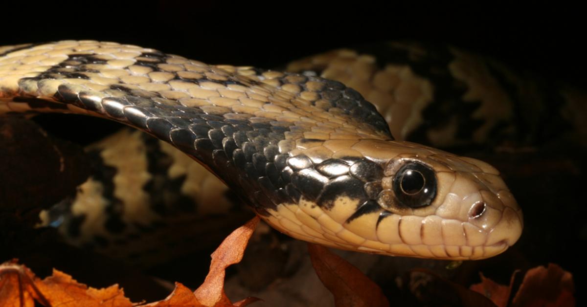 Image of the False Water Cobra (Hydrodynastes gigas), popular in Indonesia as Ular Air Palsu.