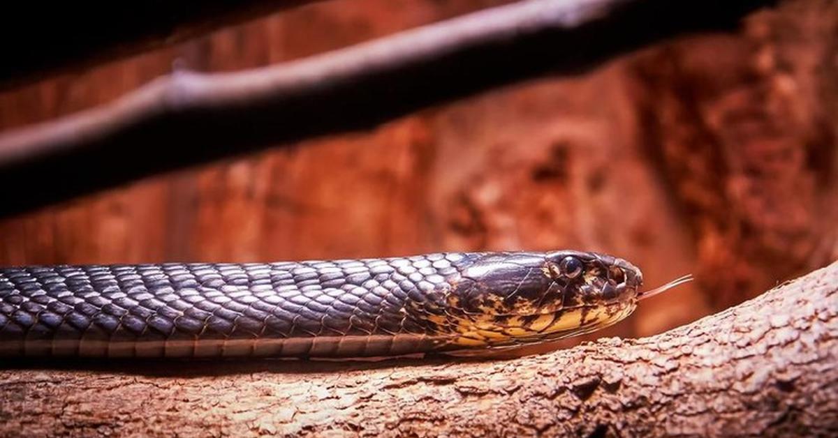 The Forest Cobra, a beautiful species also known as Kobra Hutan in Bahasa Indonesia.