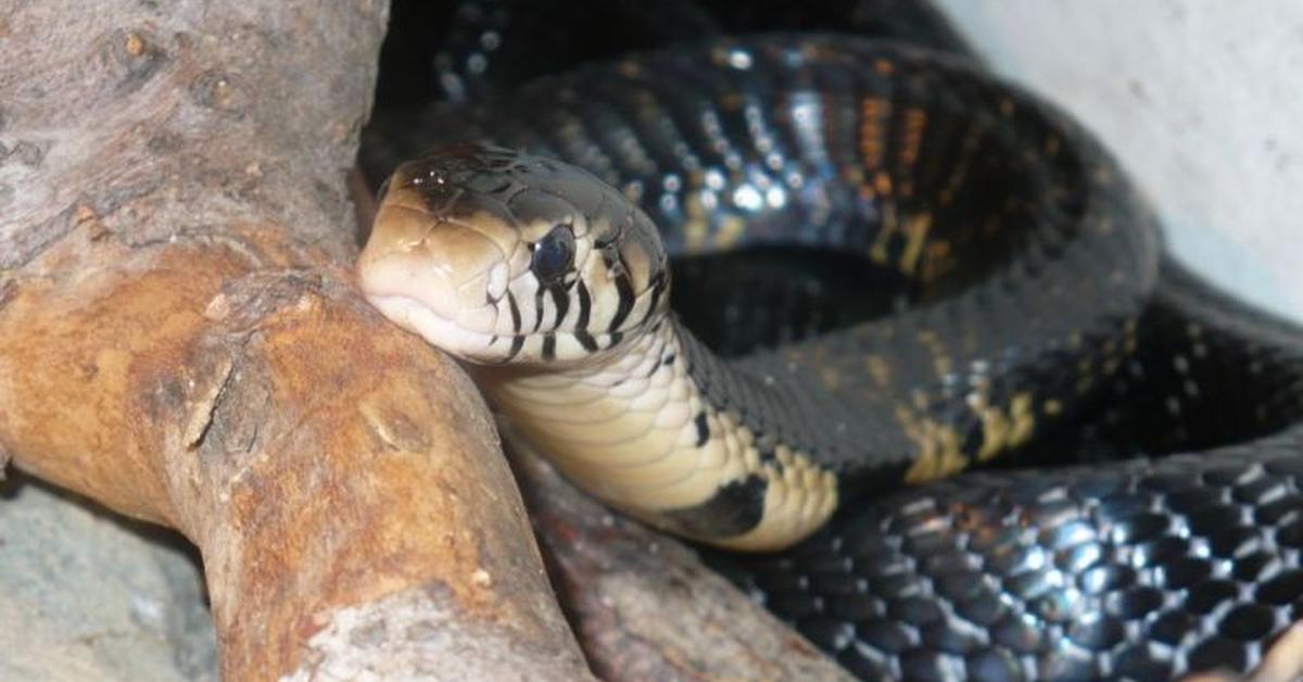 The elegant Forest Cobra (Naja melanoleuca), a marvel of nature.