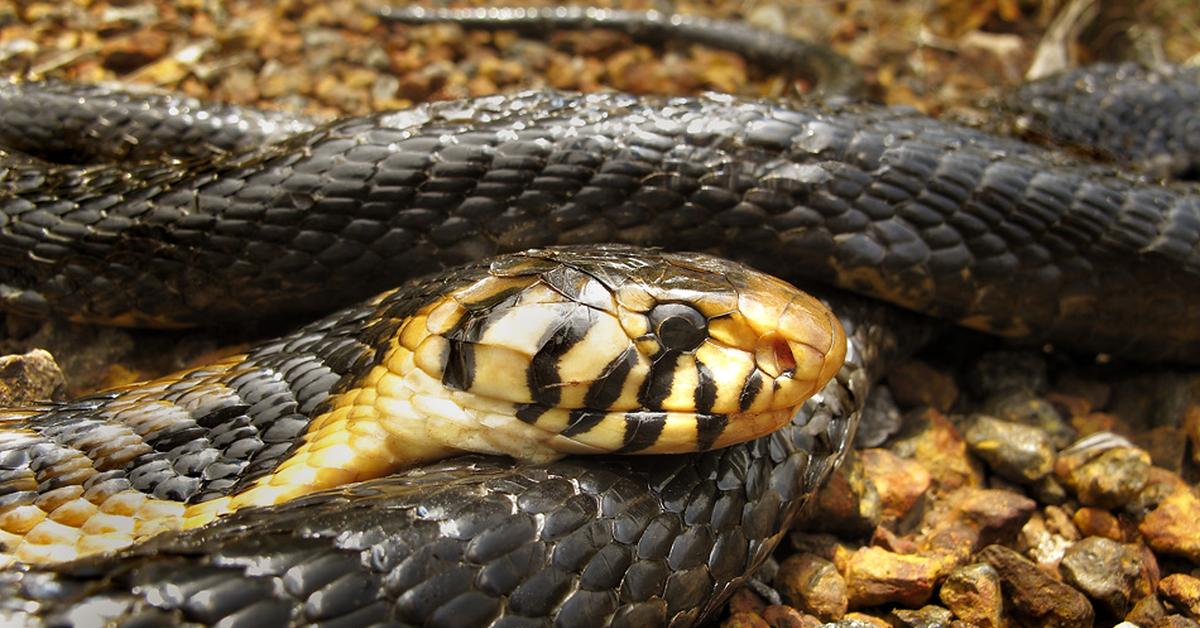 A beautiful representation of the Forest Cobra, scientifically Naja melanoleuca.