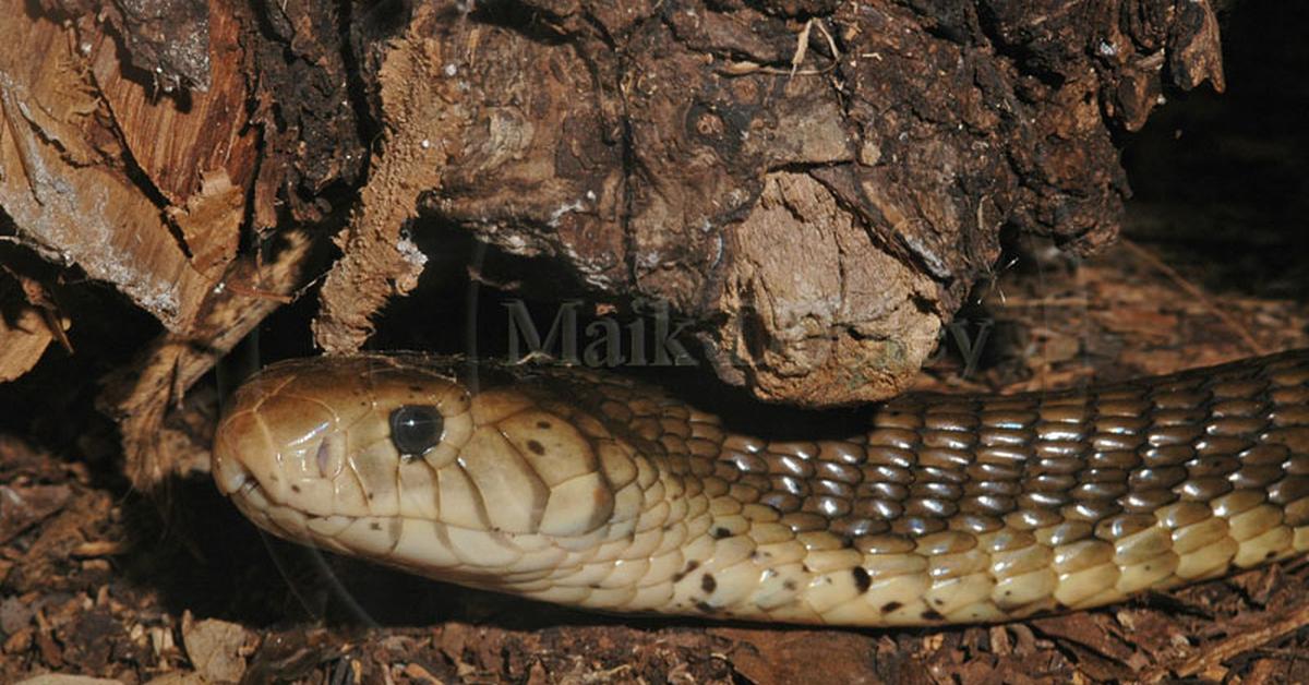 Iconic view of the Forest Cobra, or Naja melanoleuca, in its habitat.