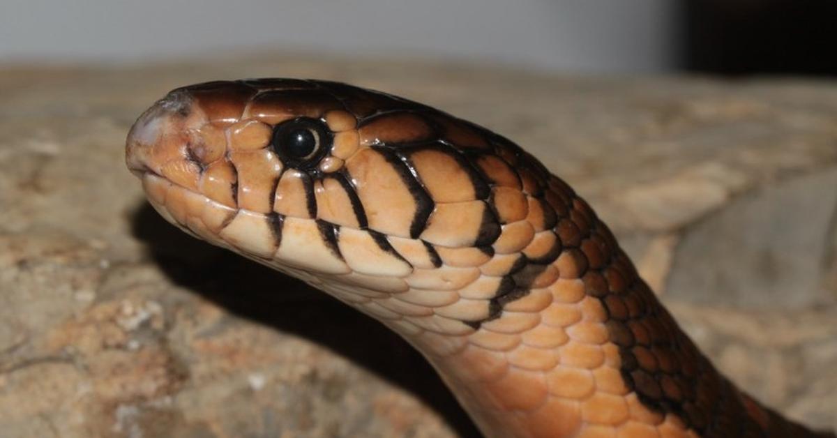 The remarkable Forest Cobra (Naja melanoleuca), a sight to behold.