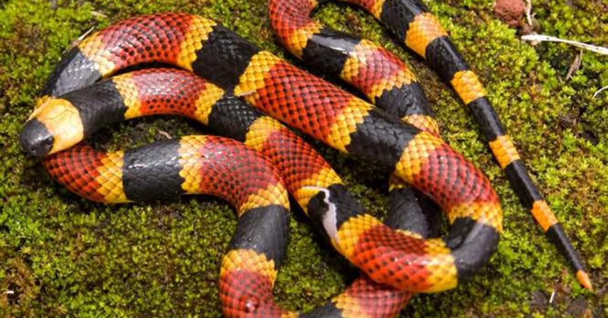 Portrait of a False Coral Snake, a creature known scientifically as Lampropeltis triangulum.