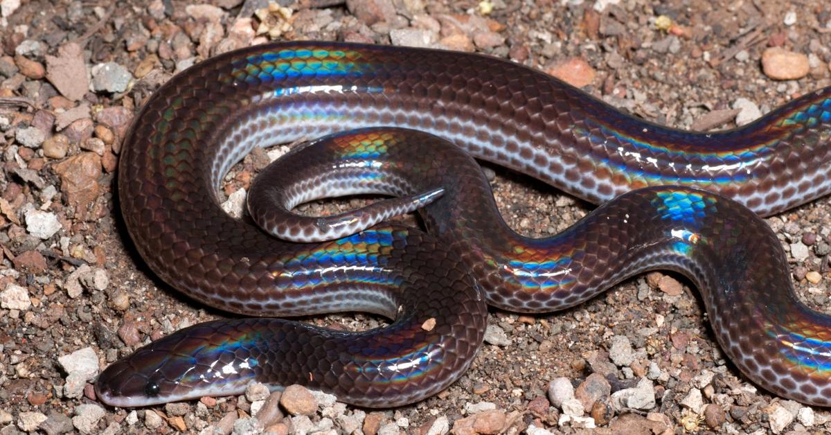 The False Coral Snake, a species known as Lampropeltis triangulum, in its natural splendor.