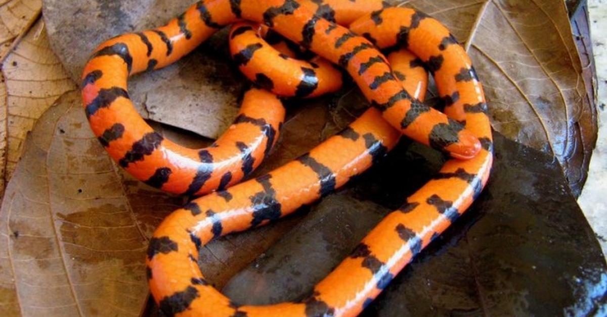 Close encounter with the False Coral Snake, scientifically called Lampropeltis triangulum.