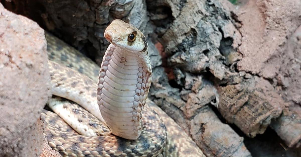 Photographic depiction of the unique False Cobra, locally called Ular Palsu.