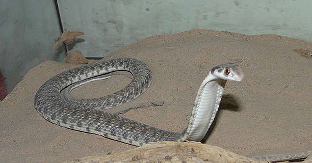 The elegant False Cobra (Malpolon moilensis), a marvel of nature.