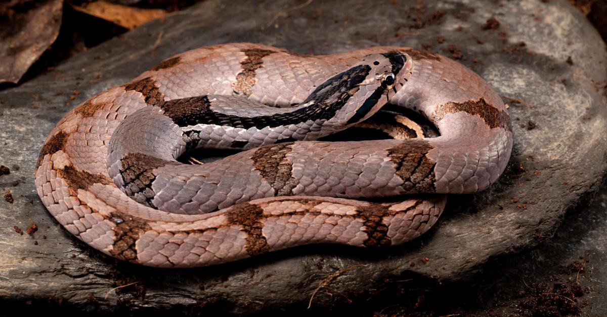 Exquisite image of False Cobra, in Indonesia known as Ular Palsu.