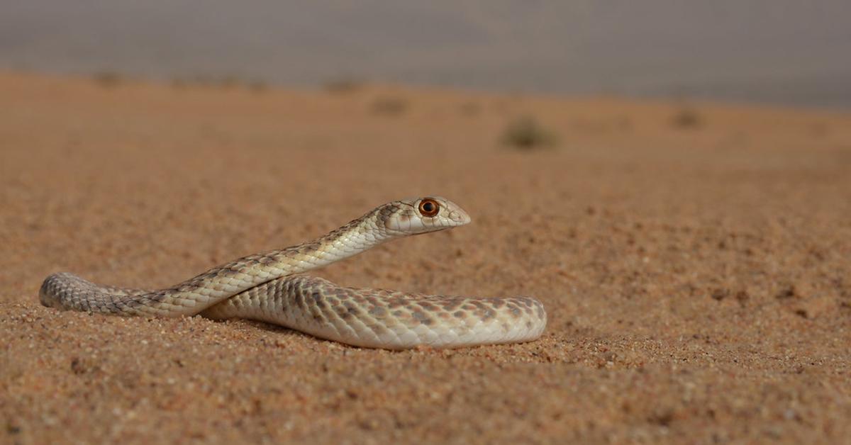 Picture of False Cobra, known in Indonesia as Ular Palsu.