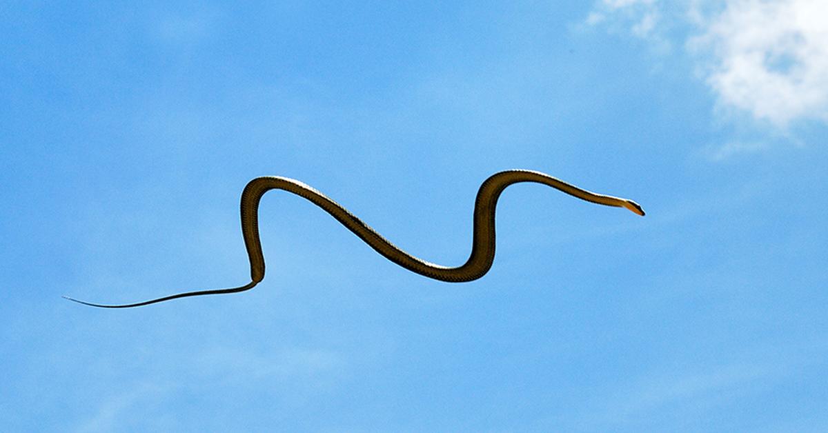 Picture of Flying Snake, known in Indonesia as Ular Terbang.