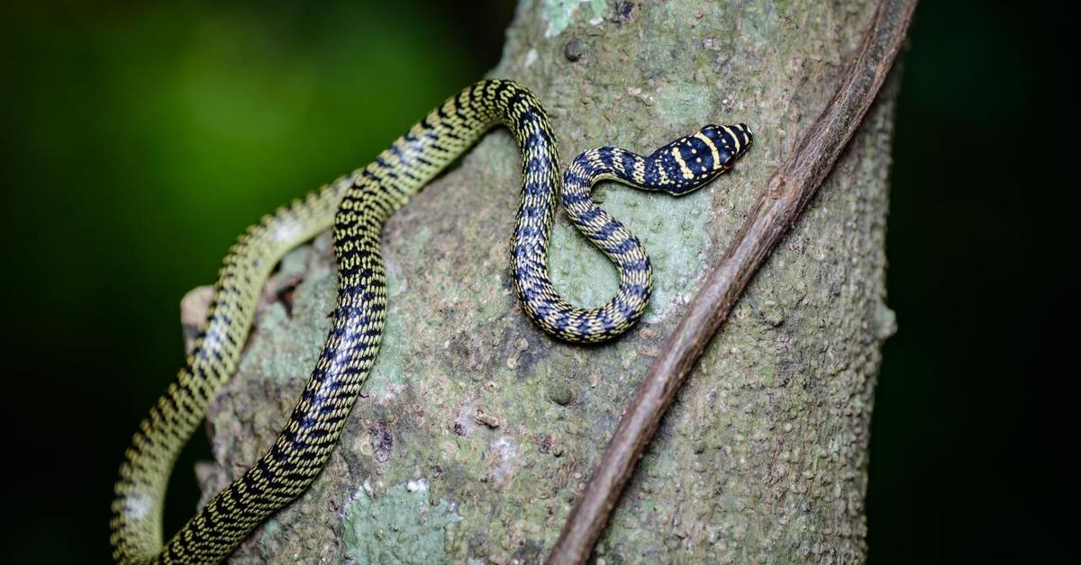 Charming view of the Flying Snake, in Indonesia referred to as Ular Terbang.