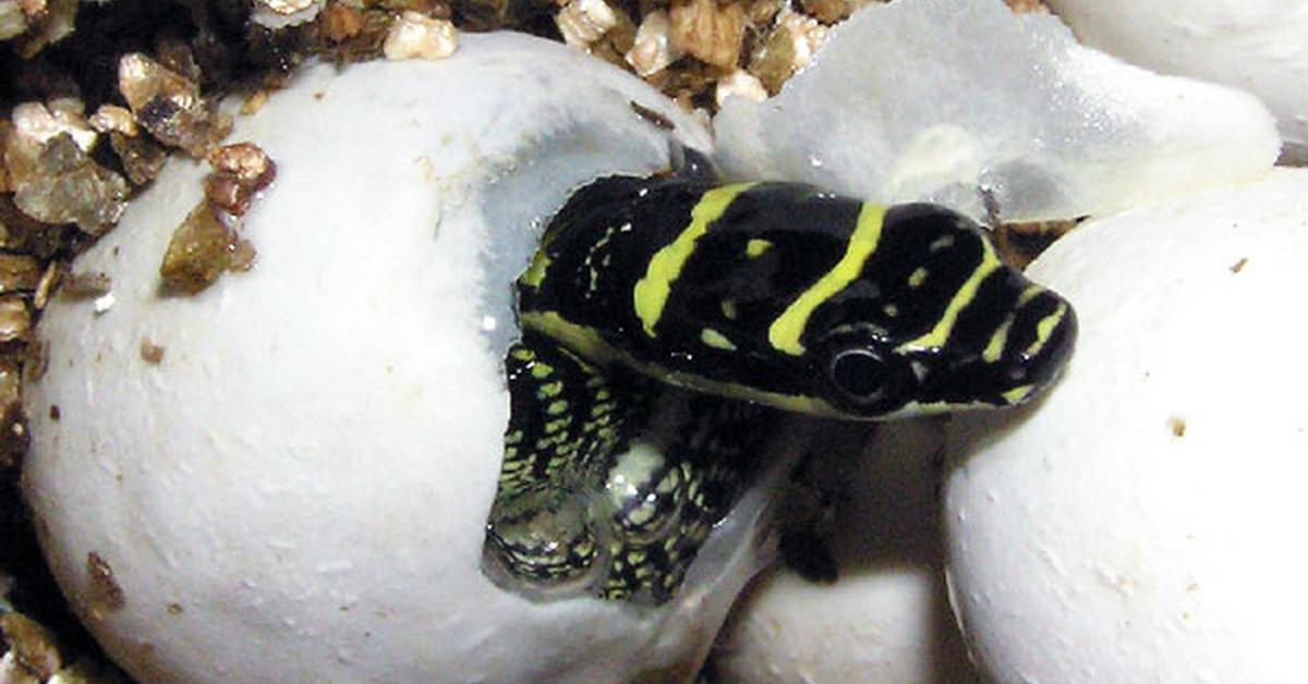 Photogenic Flying Snake, scientifically referred to as Chrysopelea ornata.