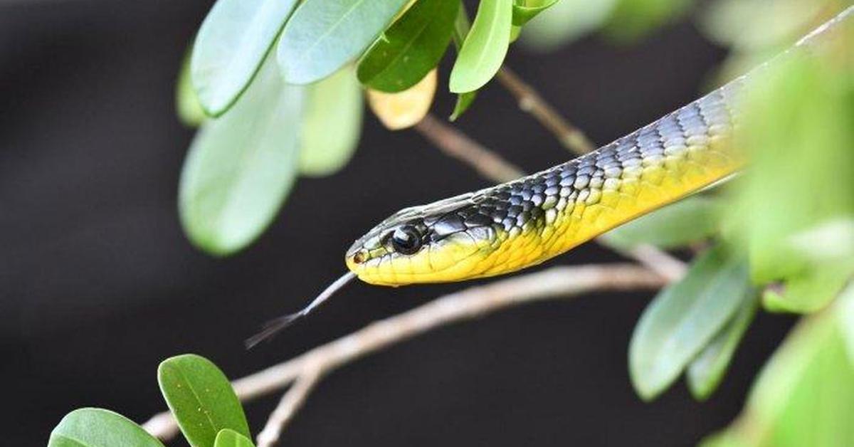 Splendid image of the Flying Snake, with the scientific name Chrysopelea ornata.