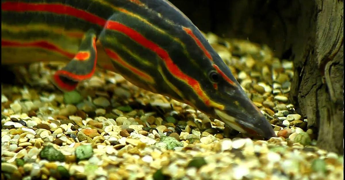 Image showcasing the Fire Eel, known in Indonesia as Belut Api.