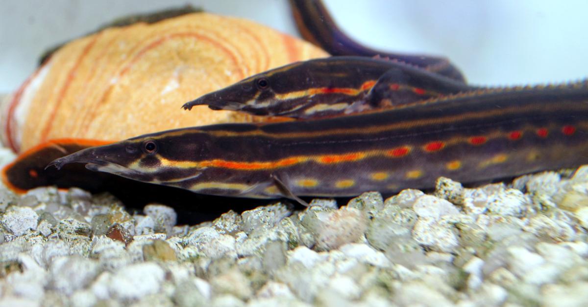 The alluring Fire Eel, commonly referred to as Belut Api in Bahasa Indonesia.