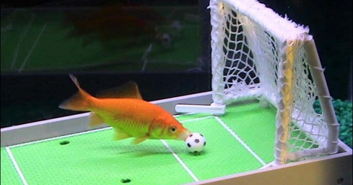 The alluring Football Fish, commonly referred to as Ikan Sepak Bola in Bahasa Indonesia.