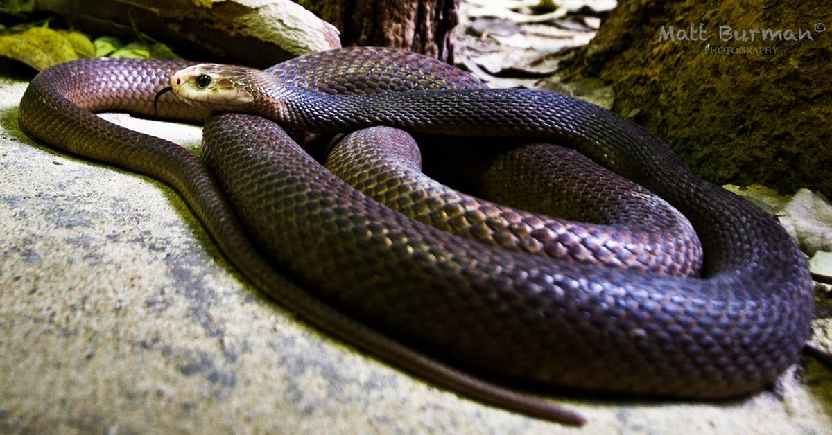 Captured elegance of the Fierce Snake, known in Indonesia as Ular Garang.