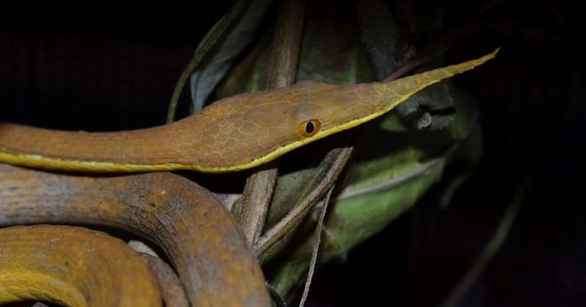 Photogenic Fierce Snake, scientifically referred to as Oxyuranus microlepidotus.